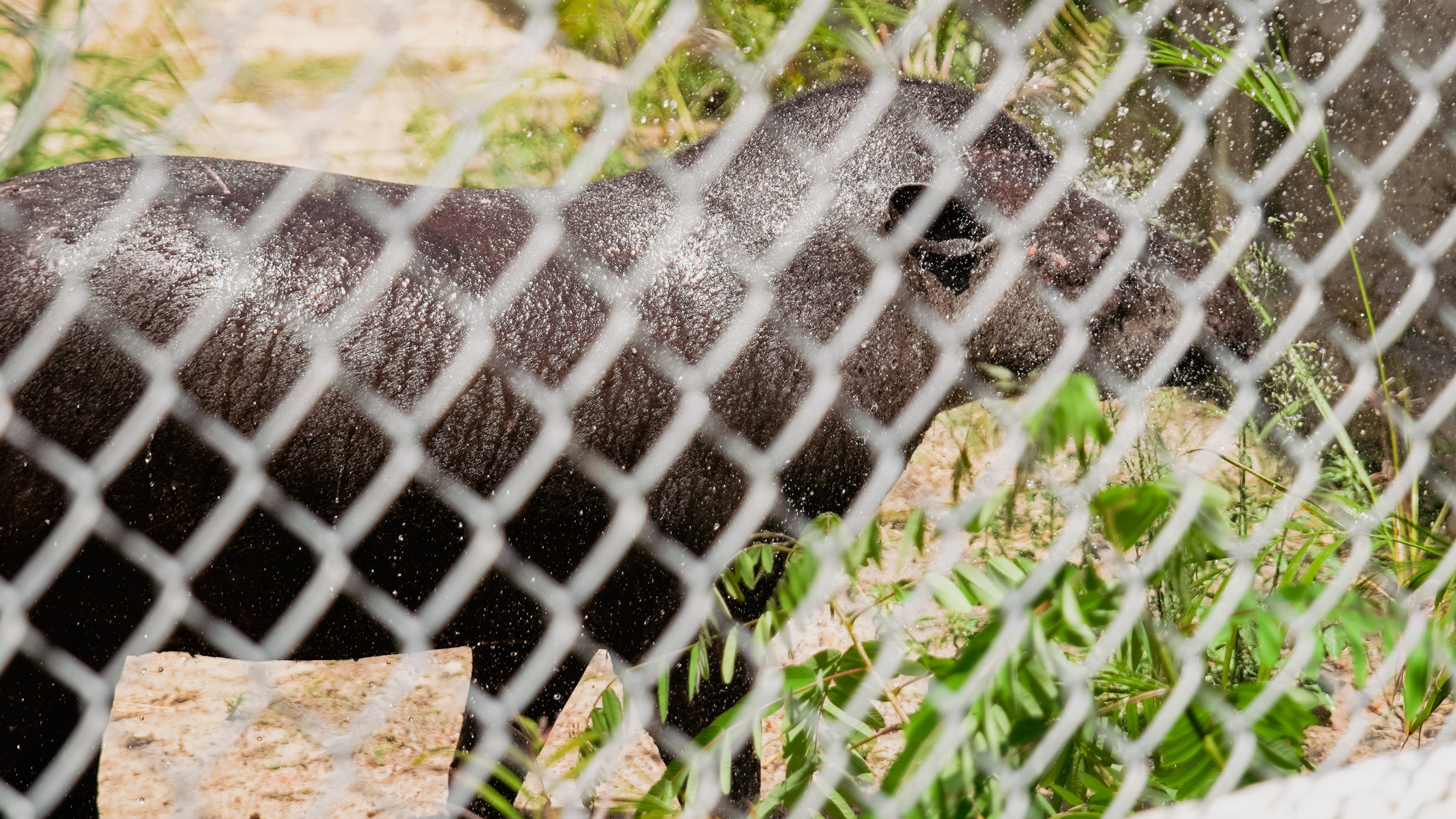 a fofot mostra uma anta no zoológico